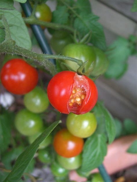 Why Tomatoes Split And Crack And How To Prevent It Dengarden