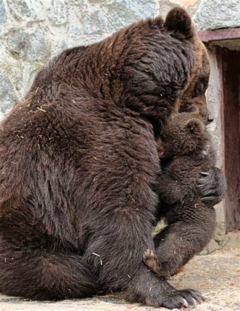 Mama Bear Protecting Cubs Quotes Quotesgram