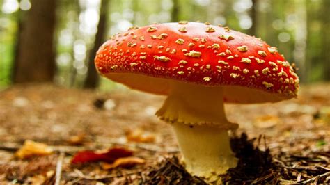 Top 10 Most Poisonous Mushroom In The World Youtube