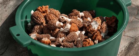 Morel Mushroom Hunting In 2023 Tips And Burn Maps
