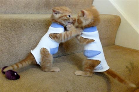 Whats Cuter Than Cats Kittens In Socks Rescued By Rspca Daily Star