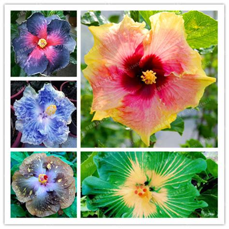50pcs Hibiscus Seeds Hibiscus Rosa Sinensis Flower Seeds Mixed Color