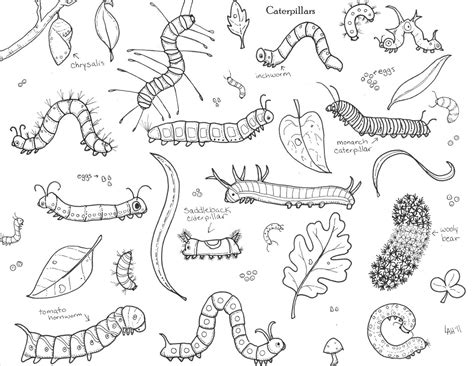 38 Explore Colors Inchworm Coloring Pages Villimeininkin