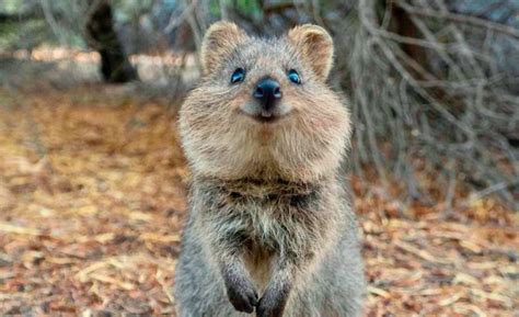 Quokka Archives Critter Science