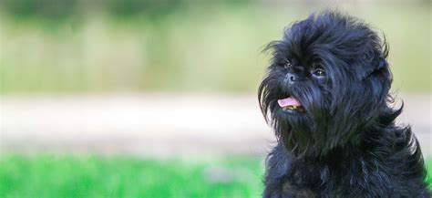 Affenpinscher Adoption Affenpinscher Puppies For Sale And Adoption