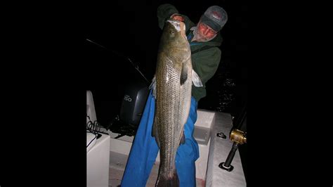 Striped Bass Fishing With Bucktails 3 Way Rigs Youtube