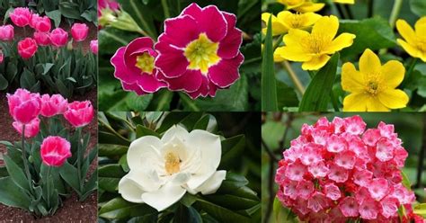 Best Spring Flowers Names Best Flower Site