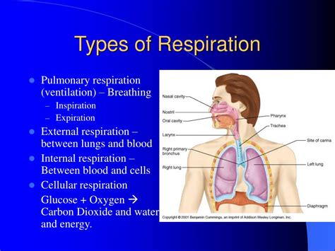 PPT Respiration PowerPoint Presentation Free Download ID