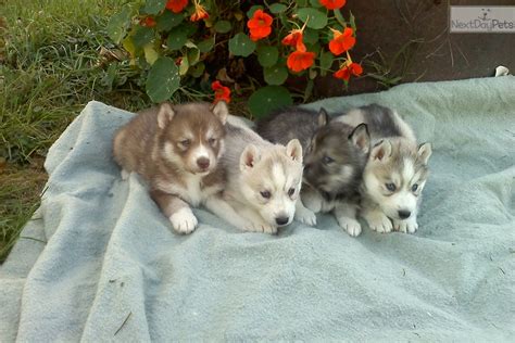 Vermont Litter Siberian Husky Puppy For Sale Near Vermont 9cac2e8a 00a1