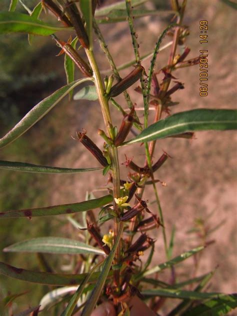 Ludwigia Octovalvis Efloraofindia