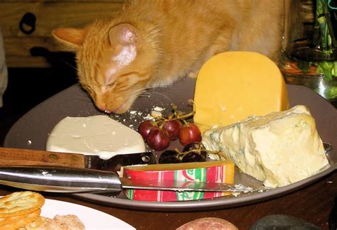 Can Cats Eat Cheese 12 Facts About Cats And Cheese Yaafur