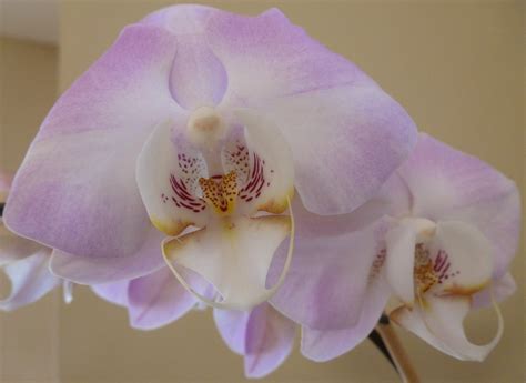 3840x2160 Wallpaper White And Purple Orchid Flowers Peakpx