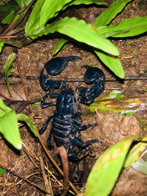 Laotian Giant Scorpion From Khao Yai National Park Mueang Nakhon Nayok Nakhon Nayok Th On