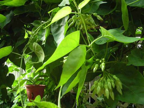 Hỗ trợ thanh lý nhiều mặt hàng thuộc tất cả các lĩnh vực và ngành nghề khác nhau. Hoa thiên lý (Lá thiên lý) an thần, điều trị lòi dom, sa ...