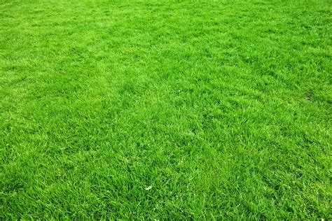 Guide To Common Grass Types In Greenville Sc Lawnstarter Grass