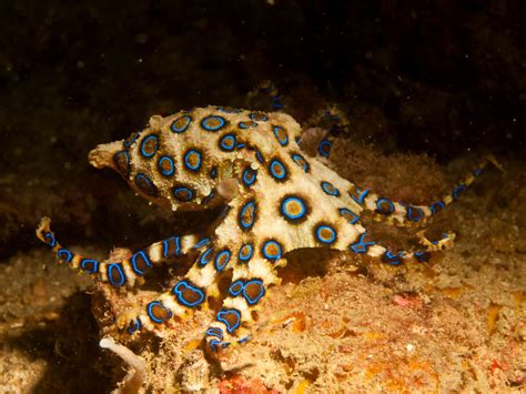 Blue Ringed Octopus Wallpapers Animal Hq Blue Ringed Octopus Pictures