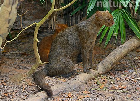 Stock Photo Of Jaguarundi Puma Yagouaroundi Female With Her Red