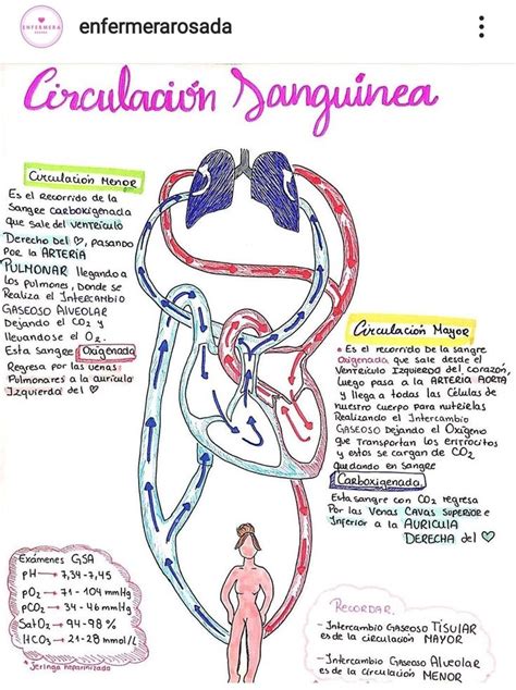 Circulacion Sanguinea Anatomía Médica Anatomia Y Fisiologia Humana