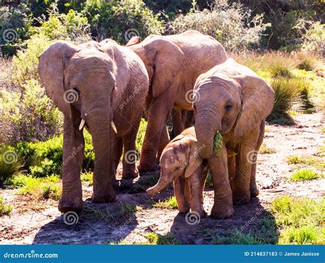 Herd Of African Elephants Protecting A Baby Stock Image Image Of