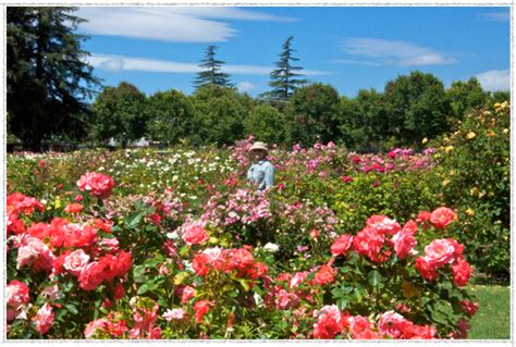 View rent, amenities, features and contact rose gardens leasing office for a tour. San Jose Municipal Rose Garden | A Traveling Gardener