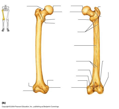 Structure Of Femur Bone