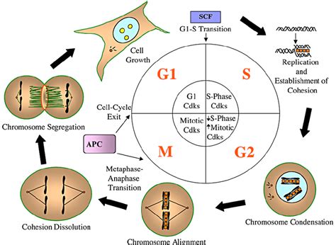 Schematic Representation Of The Eukaryotic Cell Cycle Download