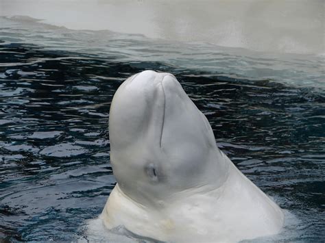 Beluga Deaths At Vancouver Aquarium A Mystery Humber News
