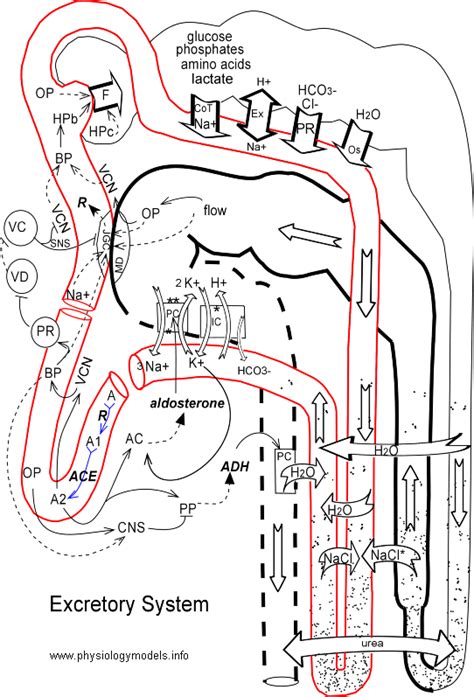 Mammals are ureotelic as they excrete urea. Excretion In Plants (Biology-Lesson-13.2)