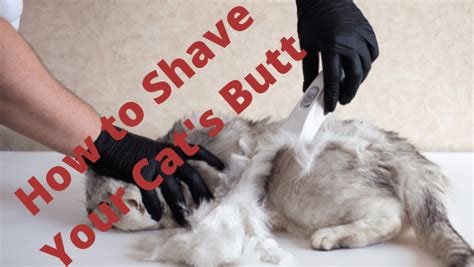 How To Shave Your Cats Butt The Ultimate Guide Best On All