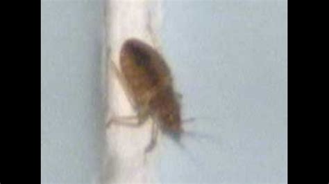 Bed Bugs Infest Apartment Building