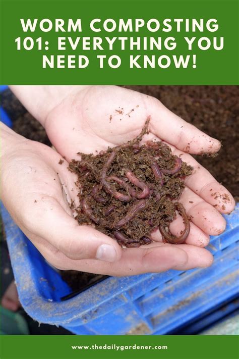 Worm Composting 101 Everything You Need To Know