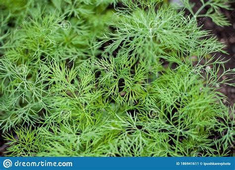 Fresh Dill Anethum Graveolens Growing On The Vegetable Bed Annual Herb