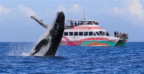 Hervey Bay Half Day Whale Watching Cruise Getyourguide