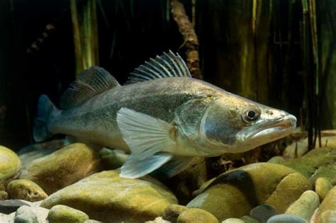 Top of the World: Zander Fish Photos