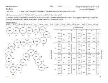 Practice questions comparing transcription and translation. Transcription and Translation Overview Worksheet by Science With Mrs Lau