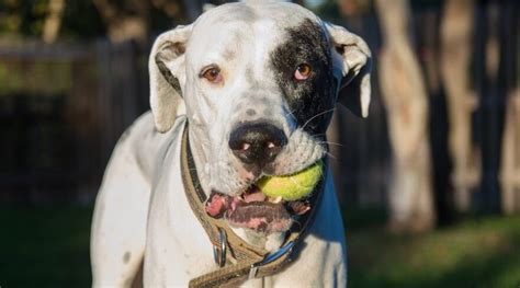 Great Dane Pitbull Mix Information Facts Traits And More Love Your Dog