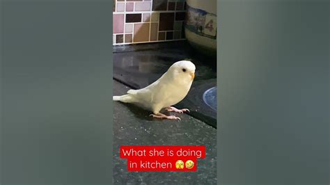 Budgie Want To Cook Something 🤣🦜budgies Shortsparakeets Birdscute