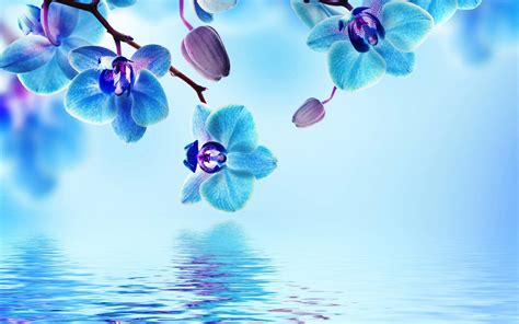Blue Wallpaper With White Flowers 45 Images