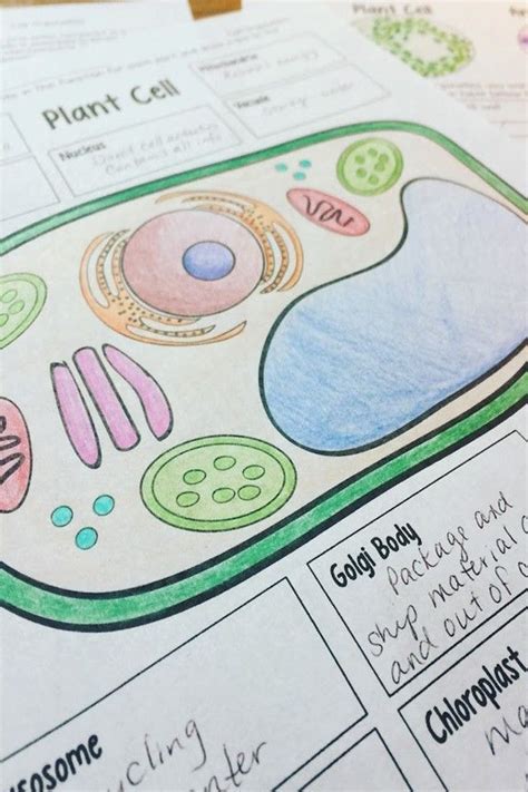 Cell Organelles Life Science Middle School Life Science Classroom
