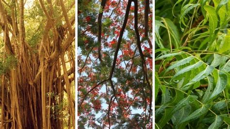 40 Common Trees In India Uses Benefits Of Trees Of India
