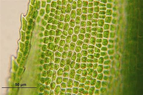 Plant Cells Advanced Read Biology Ck 12 Foundation