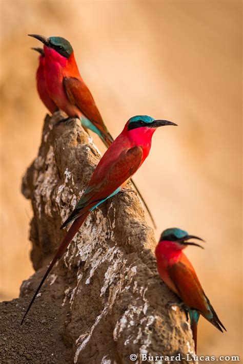Southern Carmine Bee Eaters Burrard Lucas Photography