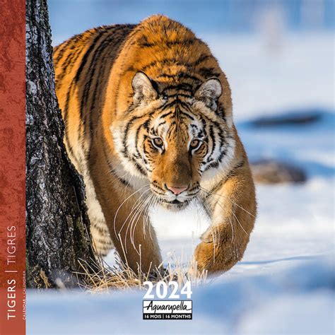 Buy Tiger Calendar 2024 Order Easily Online Kalenderwinkelnl