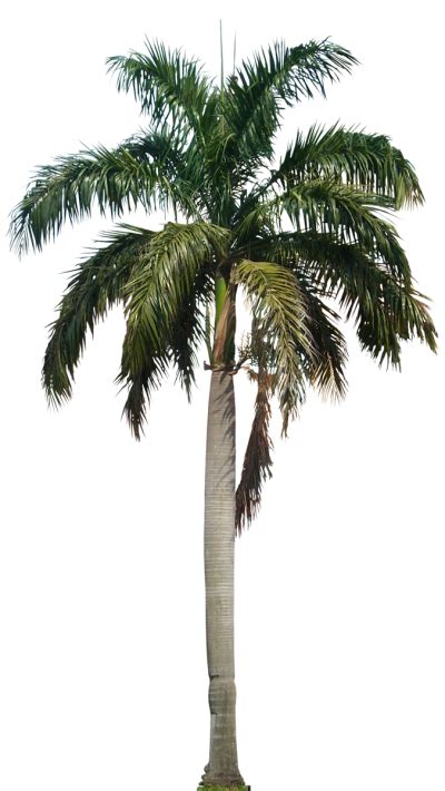 Download these racing background or photos and you can use them for many purposes, such as banner, wallpaper, poster background as well as powerpoint background and website background. Palm tree PNG