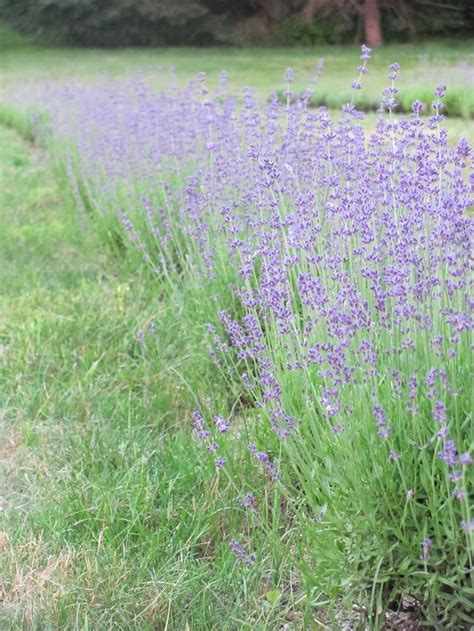 Laromay Lavender Is A Beautiful New Hampshire Lavender Farm