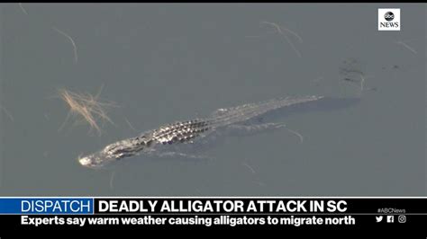 Deadly Alligator Attack In South Carolina Good Morning America