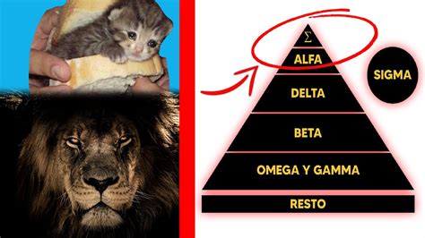 ¿cuál Eres Tú 👈🏻 Alfa Beta Omega Sigma Gamma Delta La Guía Completa