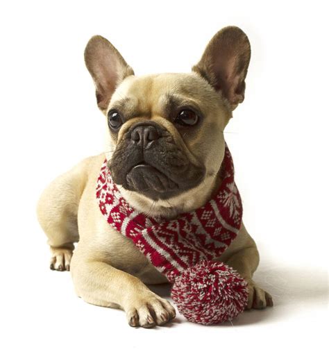 Knitted Christmas Snowflake Dog Scarf By Mutts And Hounds