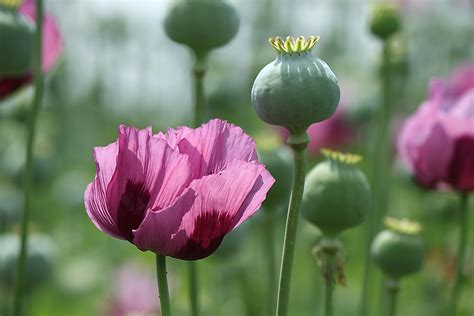 Top Opium Poppy Producing Countries