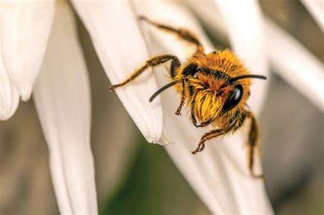 The Birds And The Bees New Zealand Geographic